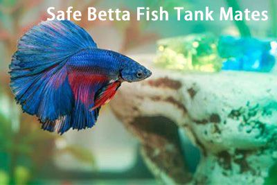 Choose the Safe Betta Fish Tank Mates - Hygger