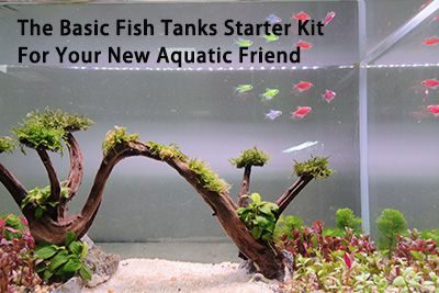 The Basic Fish Tanks Starter Kit For Your New Aquatic Friend
