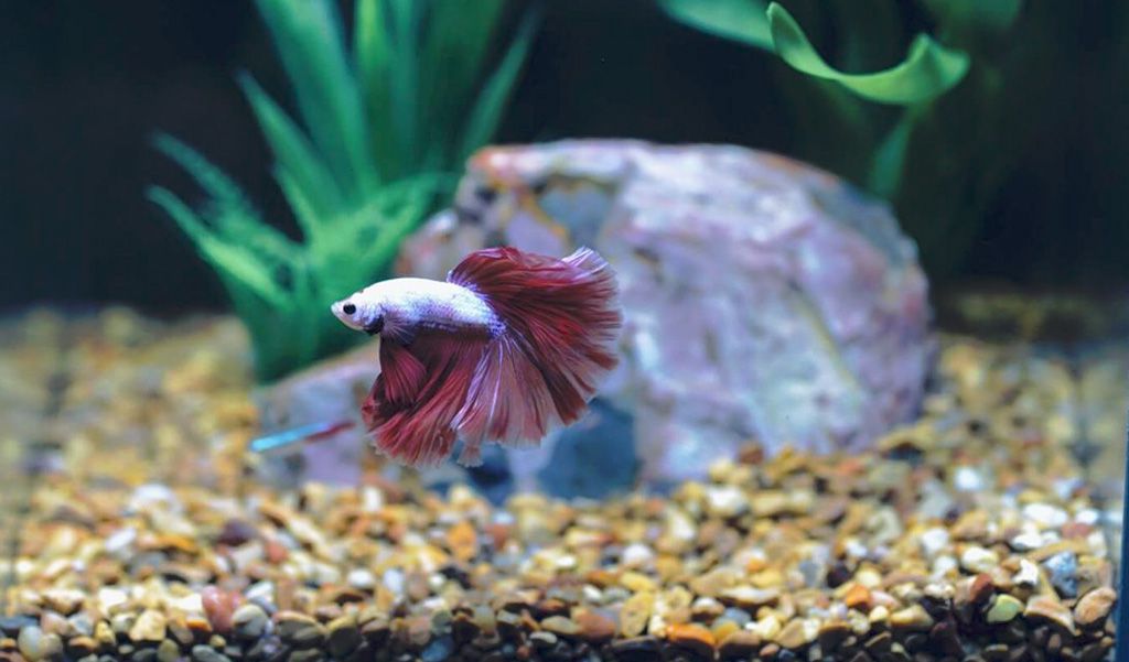 fish tank starter kits