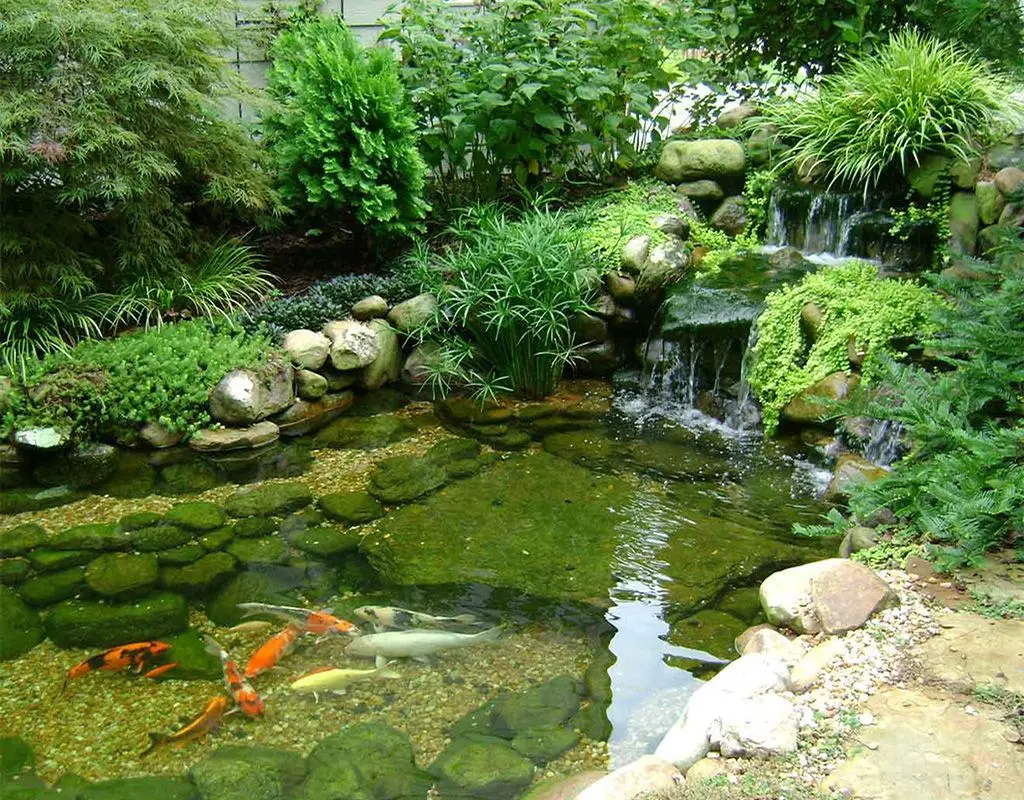 koi fish pond