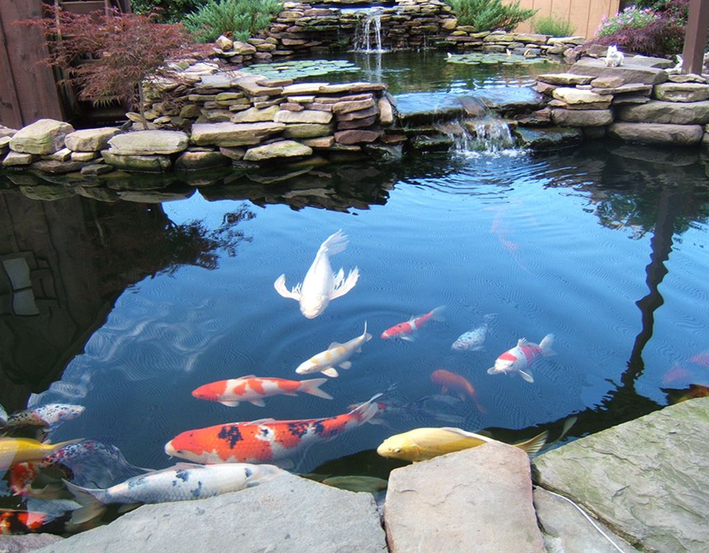 What's the difference between koi and goldfish? 4 factors to consider for  your pond - Splash Supply Company