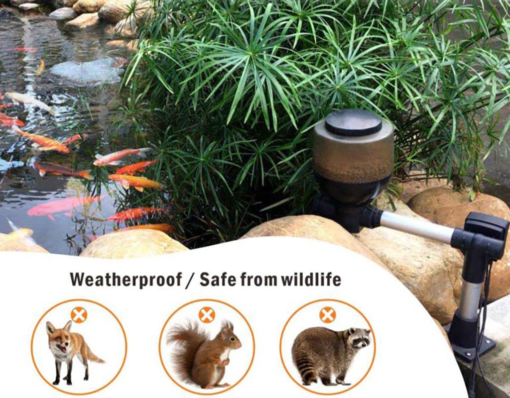 koi pond and pond feeder
