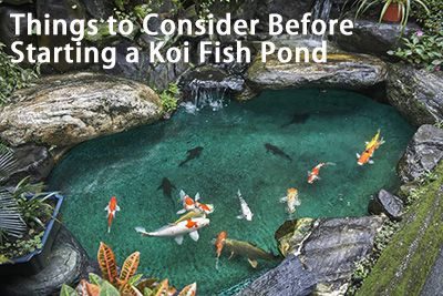 Things to Consider Before Starting a Koi Fish Pond