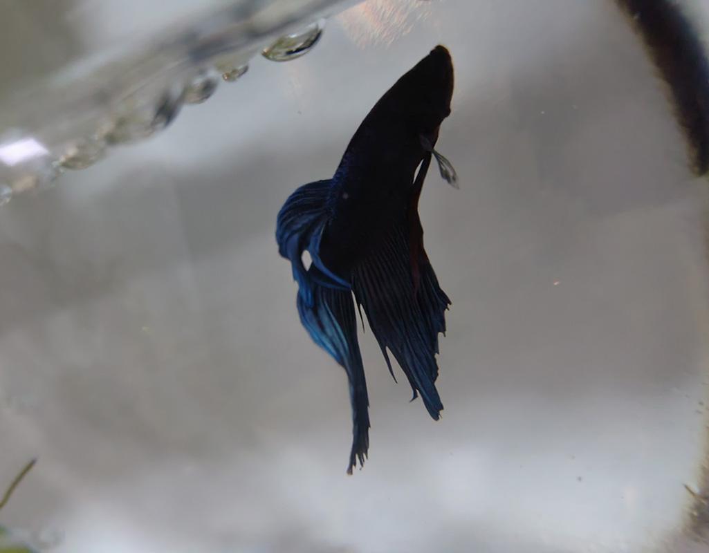 Foam at top of fish tank online