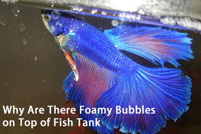 Why Are There Foamy Bubbles on Top of Fish Tank hygger