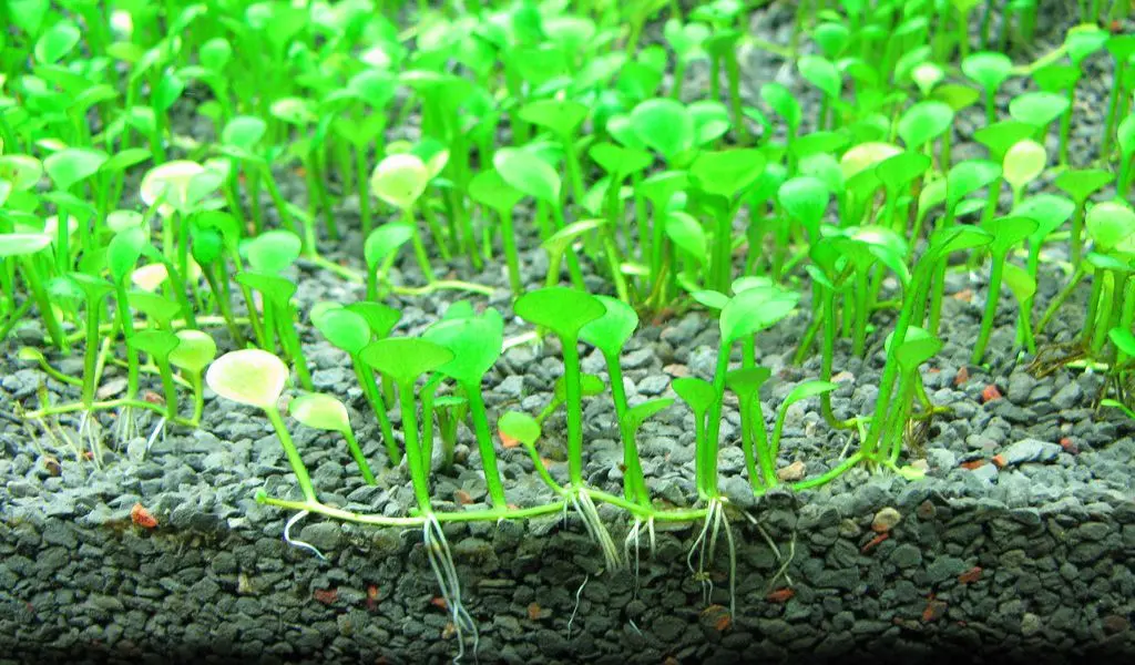 Monte carlo carpet plant care clearance