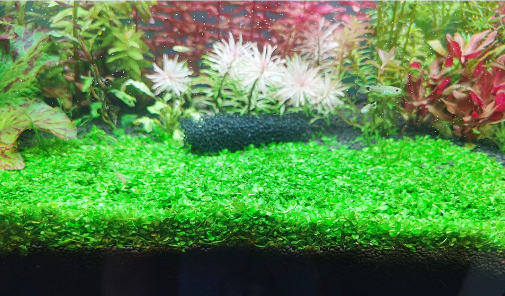 aquarium carpet plant