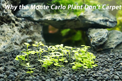 Why the Monte Carlo Plant Don’t Carpet
