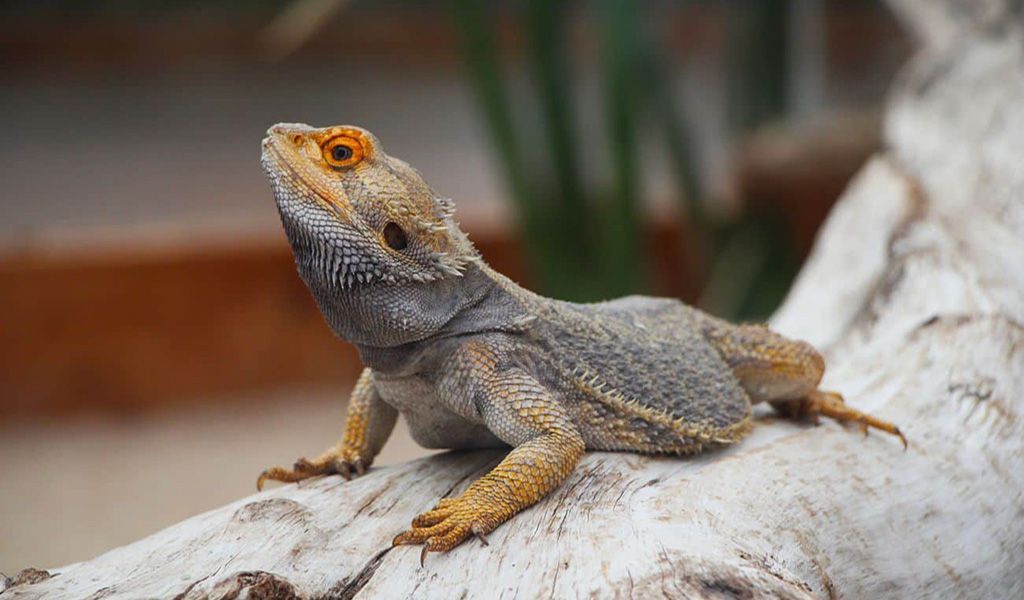 bearded dragon