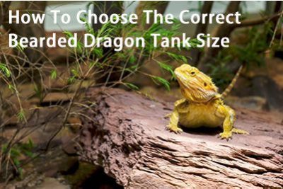 How To Choose The Correct Bearded Dragon Tank Size