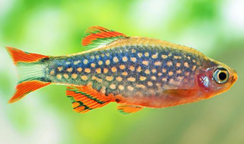 Celestial pearl danios
