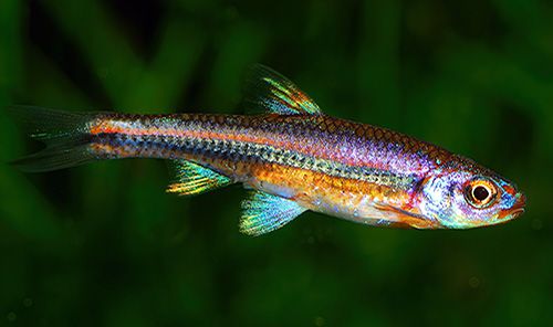 Rainbow shiners