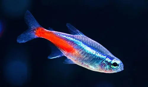 Neon Tetras