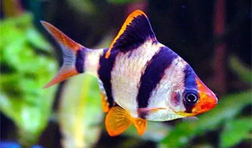 Tiger Barbs