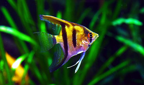 Angelfish