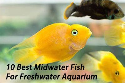 10 Best Midwater Fish For Freshwater Aquarium