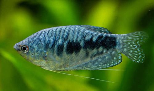 Blue Gouramis