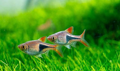 Harlequin and Lambchop Rasboras