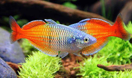 Medium sized shop tropical fish