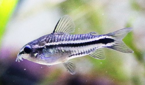 Pygmy Corydoras
