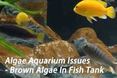Algae Aquarium Issues – Brown Algae In Fish Tank