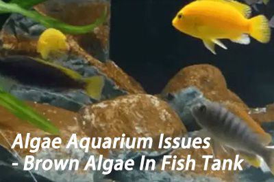 Brown algae in fish tank