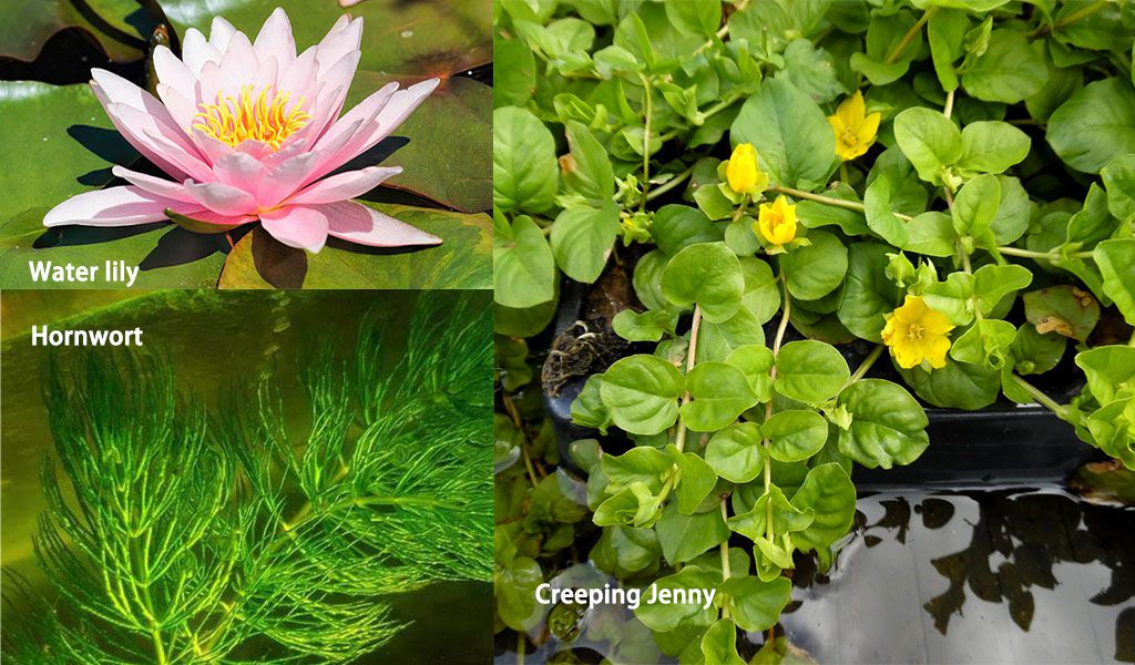 pond plants