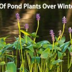 Care Of Pond Plants Over Winter