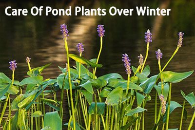 Care Of Pond Plants Over Winter