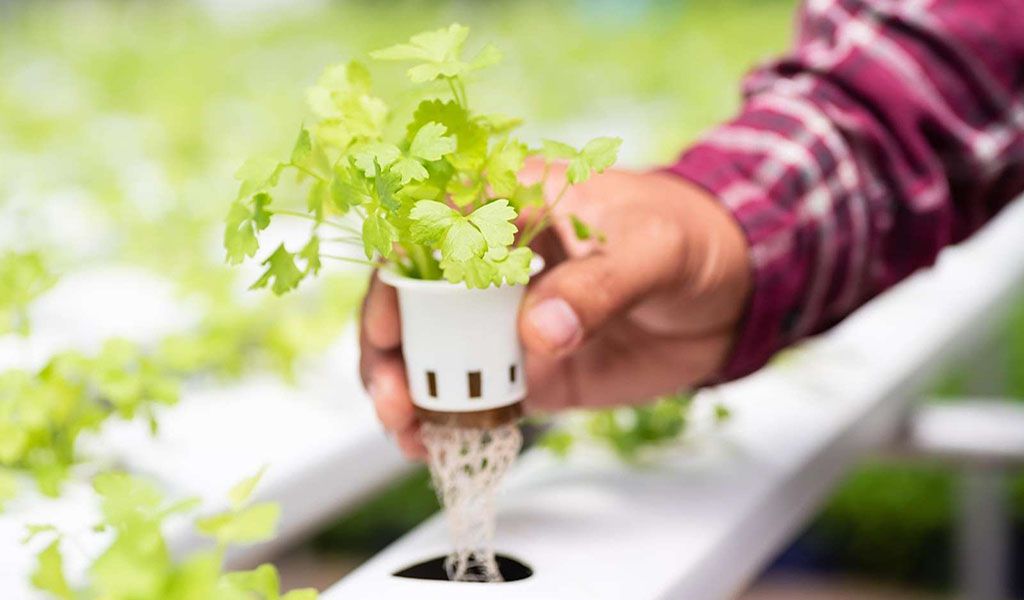 hydroponic