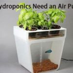 Do Hydroponics Need an Air Pump