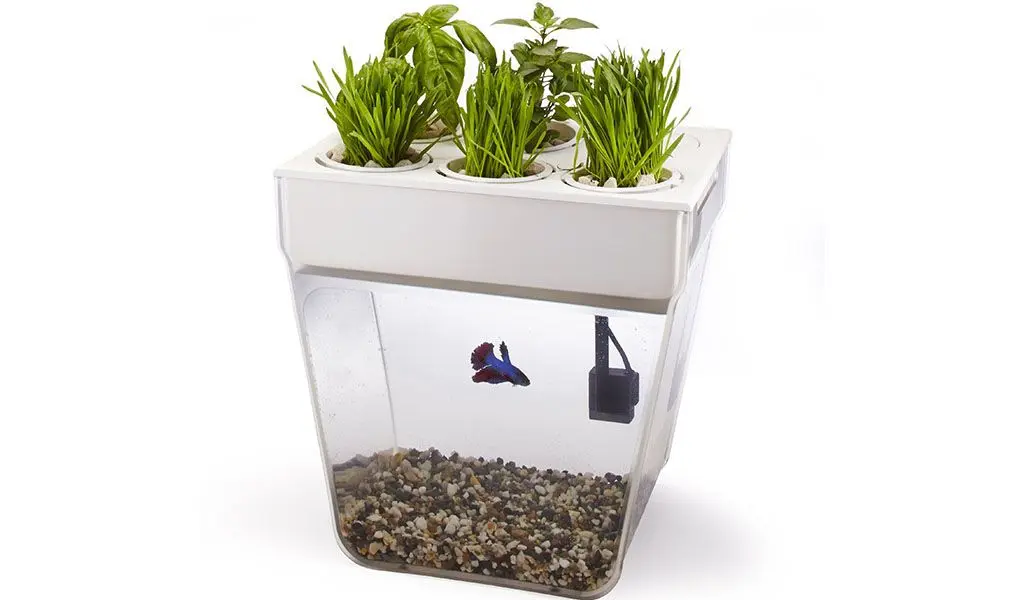 aquarium hydroponic