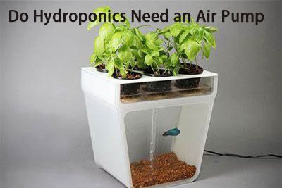 Do Hydroponics Need an Air Pump