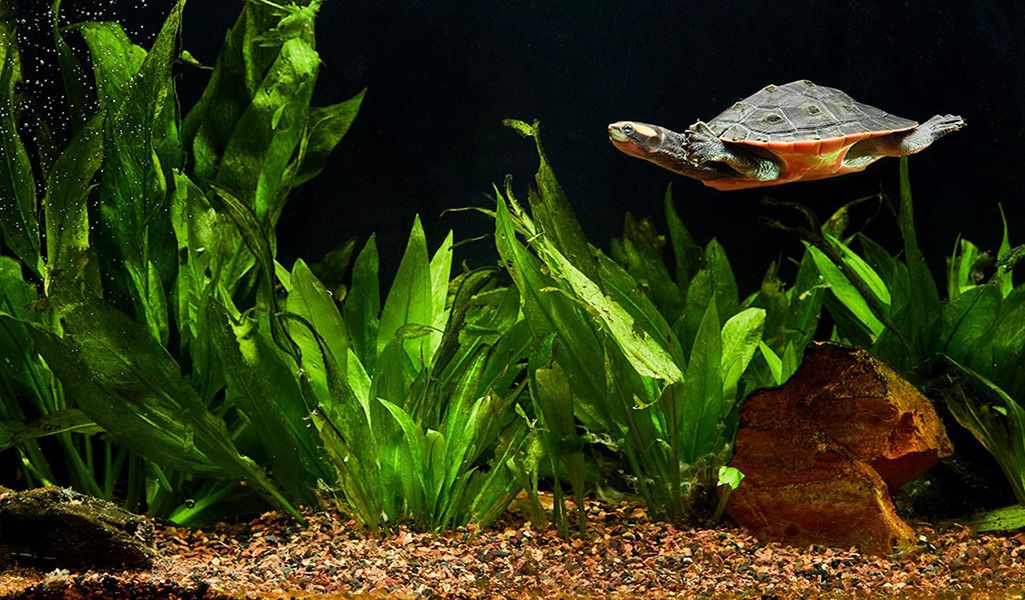 Aquatic turtles