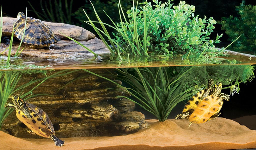 Does Aquatic Turtles Tank Need Aquarium Heater - hygger