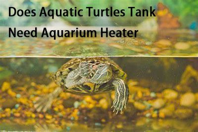Does Aquatic Turtles Tank Need Aquarium Heater