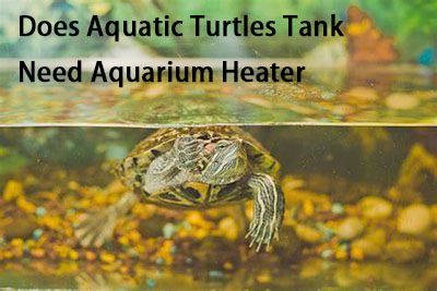  does turtle tank need heater