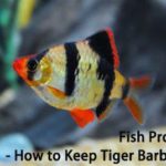 Fish Profiles – How to Keep Tiger Barb Fish