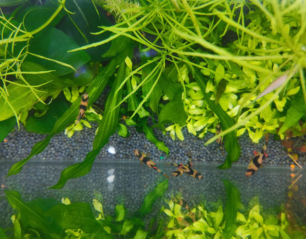 How to keep tiger barb fish