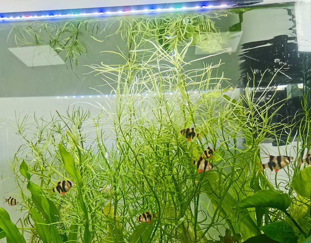 tiger barb tank mates