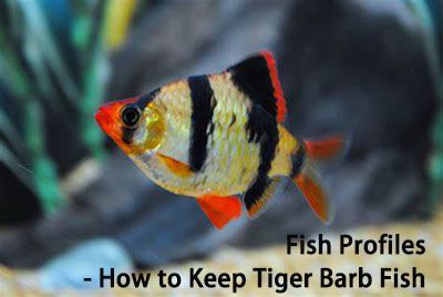 Fish Profiles - How to Keep Tiger Barb Fish
