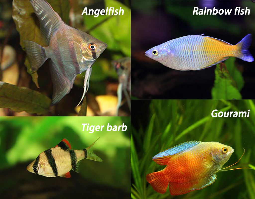 Remove Planaria from beginner fish