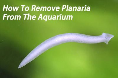 How To Remove Planaria From The Aquarium