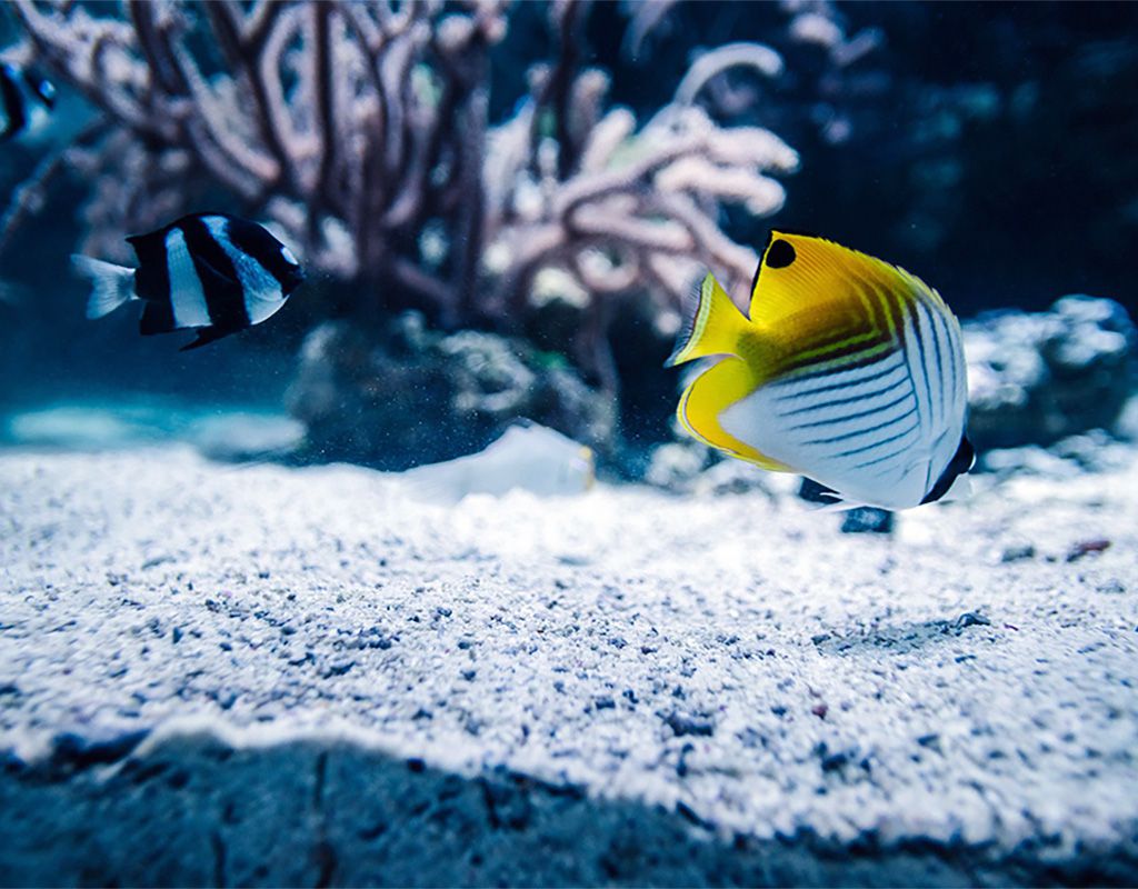 aquarium sand