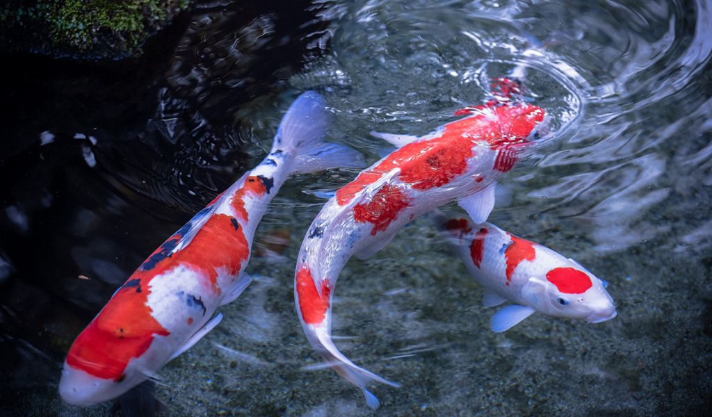 regular koi fish