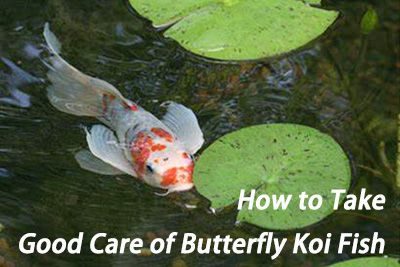 How to Take Good Care of Butterfly Koi Fish