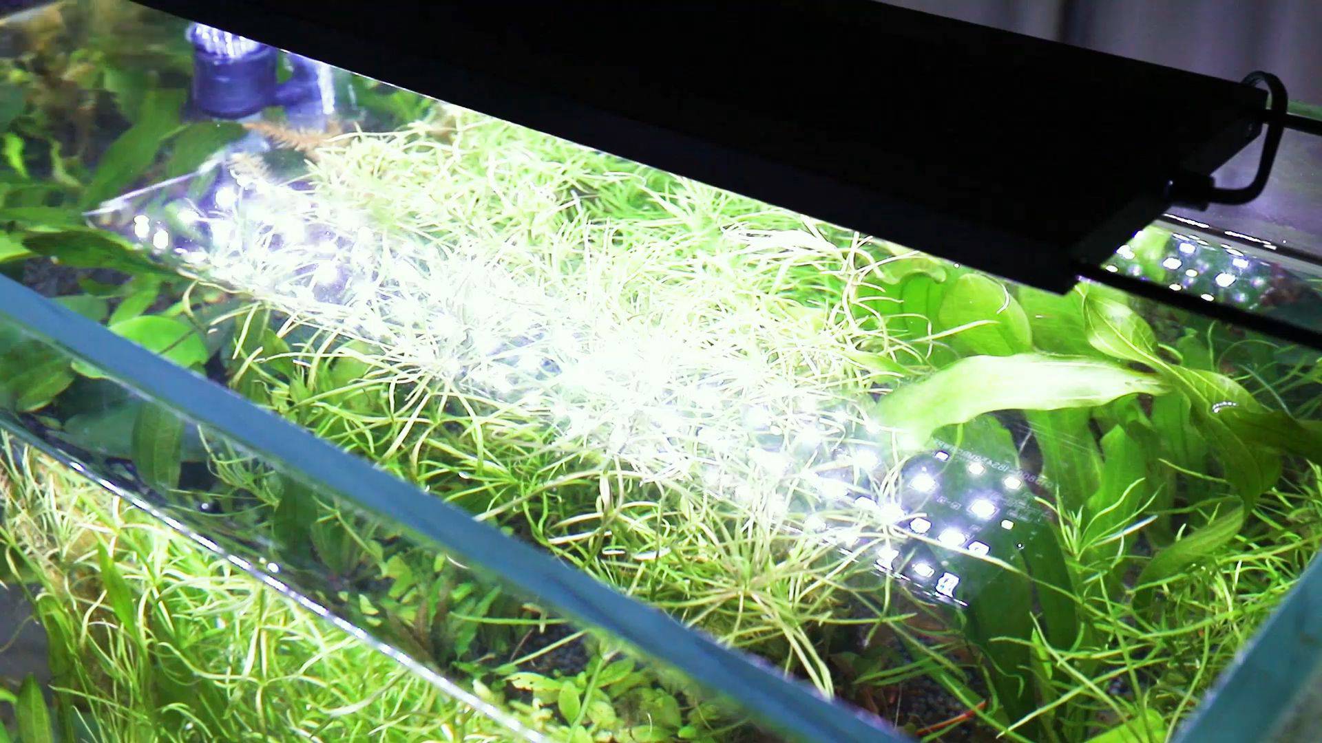 Remote control light video