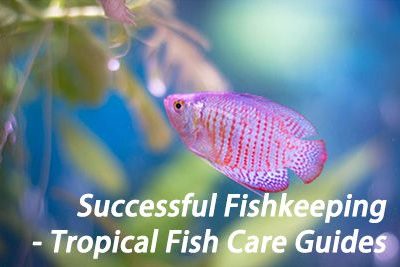Successful Fishkeeping – Tropical Fish Care Guides