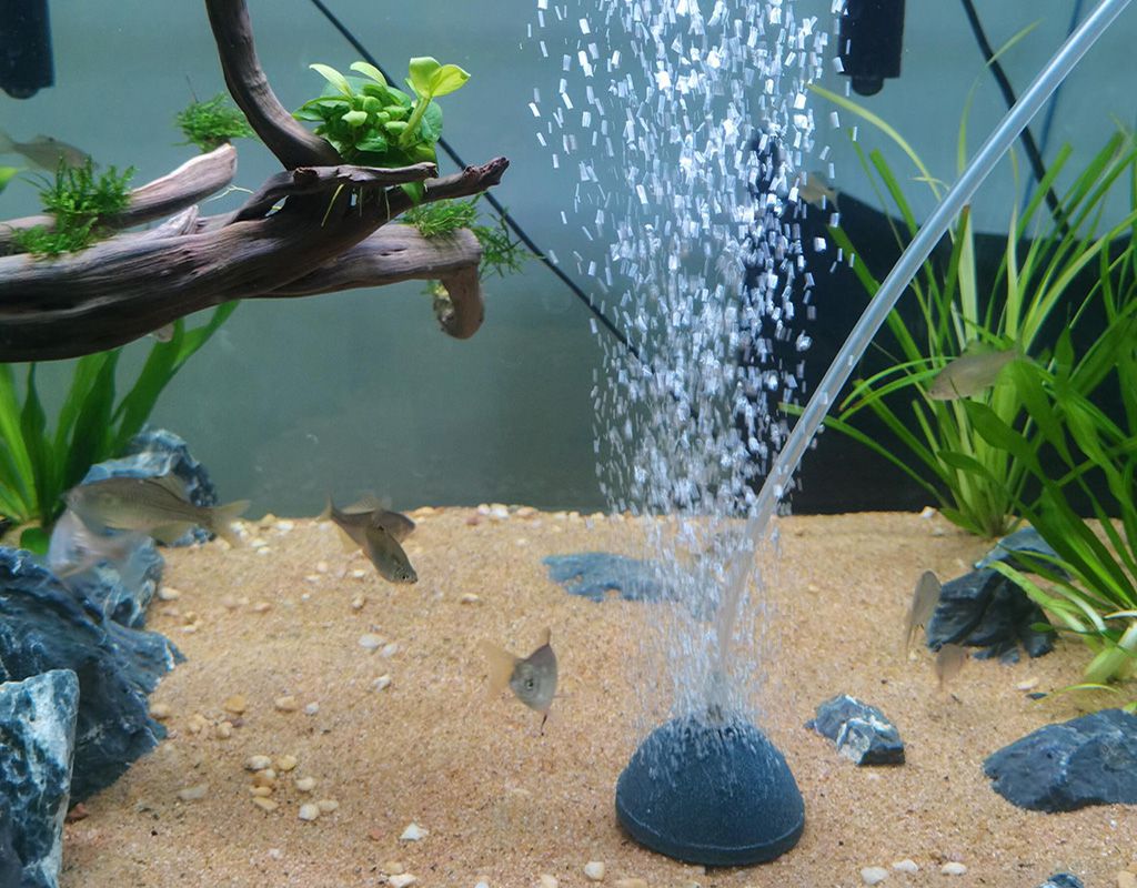 aquairum air stones using