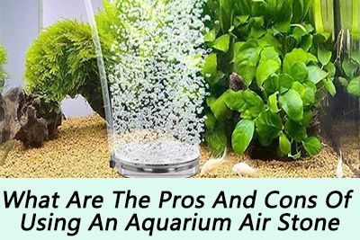 What Are The Pros And Cons Of Using Aquarium Air Stone